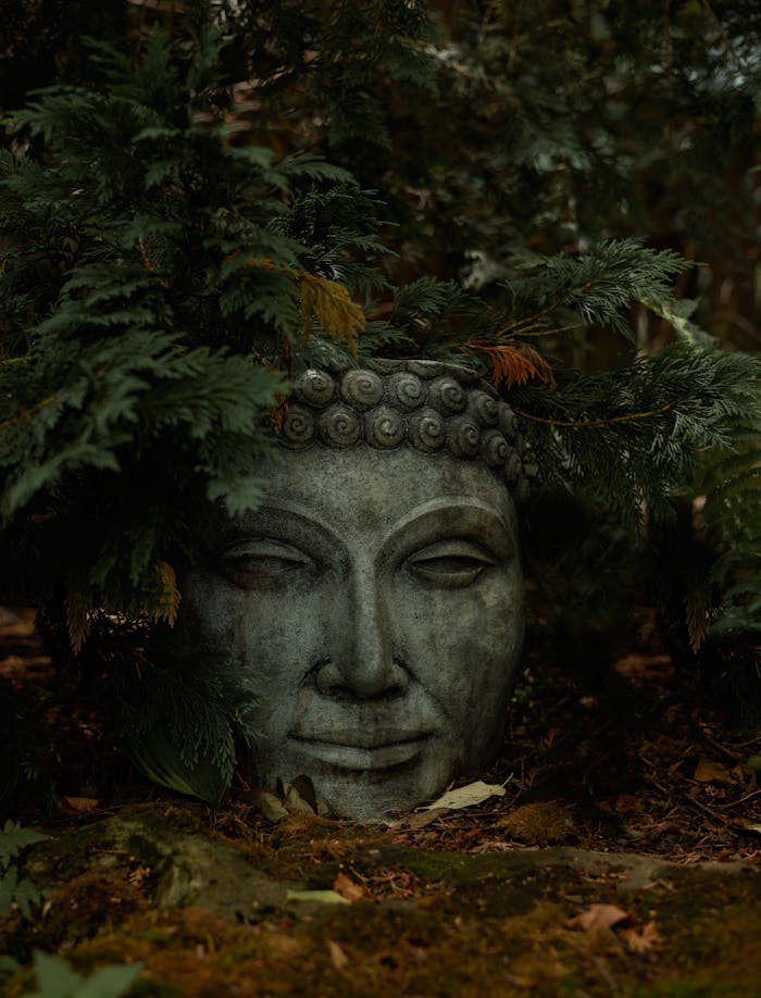 Kodu Elegant Buddha statue head surrounded by greenery, symbolizing spirituality and tranquility.